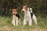 FOX TERRIER 514